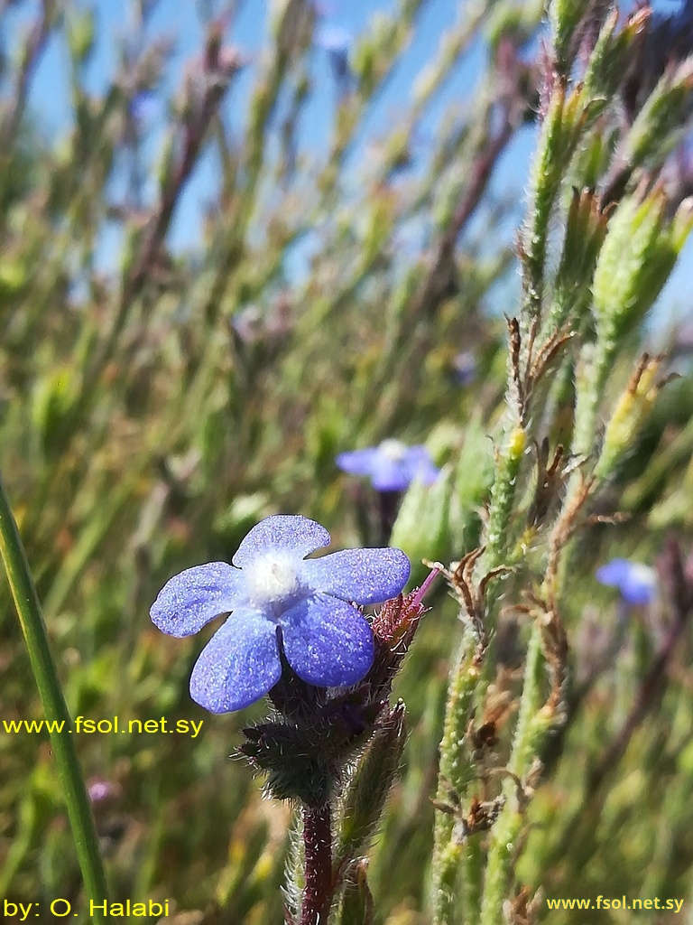 Anchusa strigosa Banks el Sol.